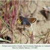 plebejus maracandicus leninaul female 2